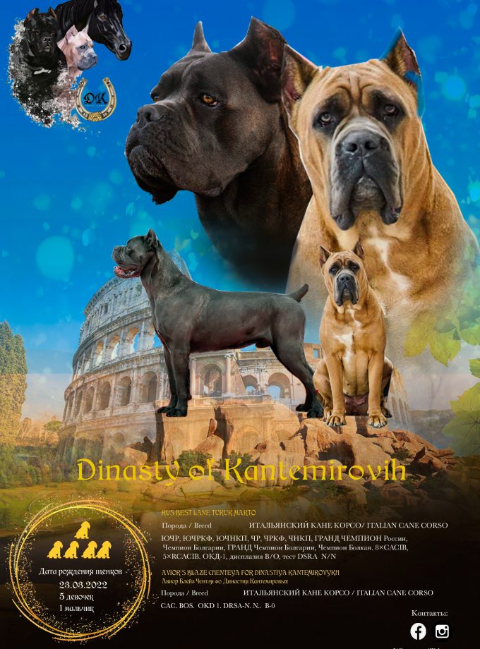 Diseño para anuncio de camada