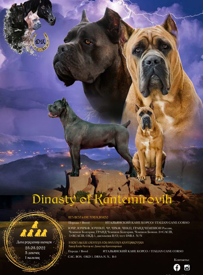 Diseño para anuncio de camada