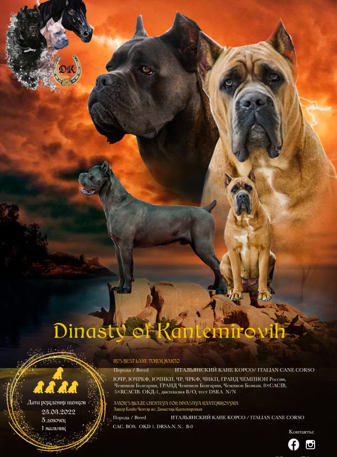 Diseño para anuncio de camada